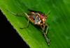 354280 – Photo : Bernard Perthuis – Guyane française