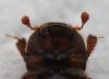 354172 – Photo : Pierre Chevillard – France (85)