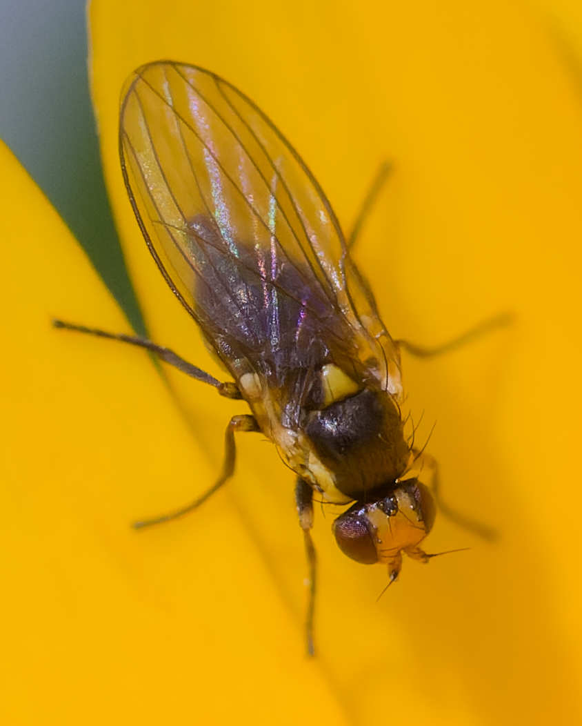 ANDRE LABETAA - Liriomyza sp. - réf. 354514 (844 x 1052 pixels, 102 ko)
