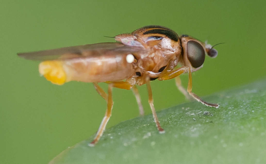 ANDRE LABETAA - Thaumatomyia notata - réf. 354683 (1096 x 676 pixels, 91 ko)