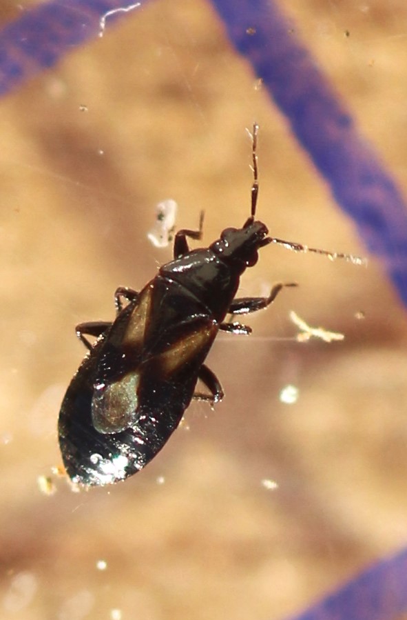 michèle hirigoyen - Xylocoris (Xylocoris) obliquus - réf. 354117 (591 x 899 pixels, 80 ko)