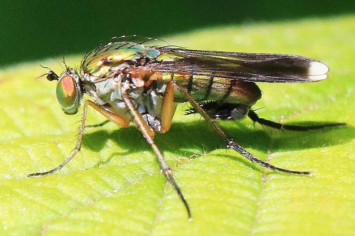 Nelly FEINTE - Poecilobothrus nobilitatus - réf. 354611 (1205 x 803 pixels, 200 ko)