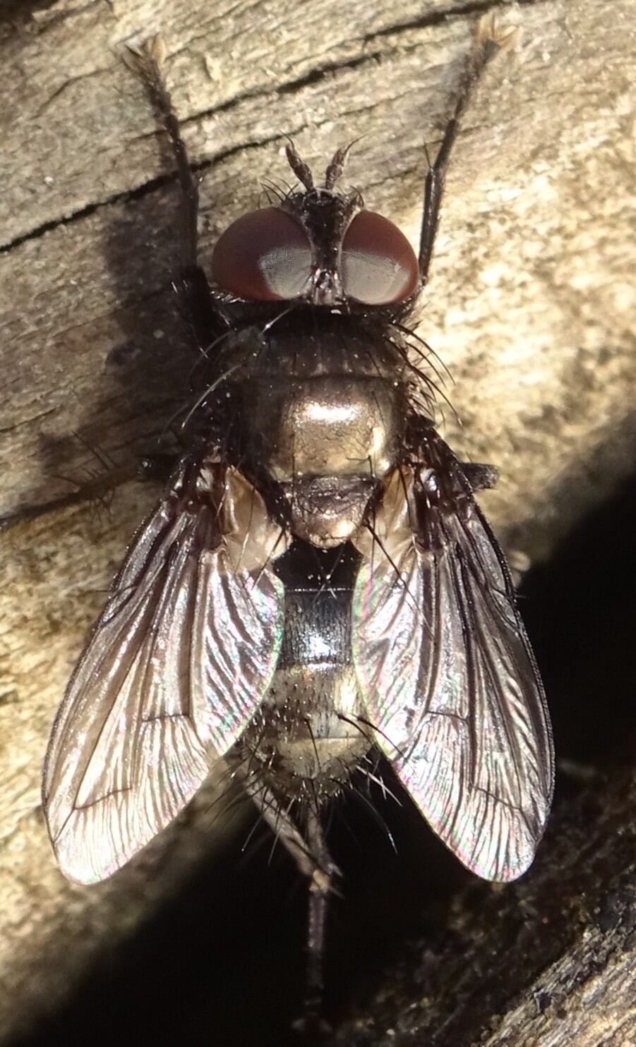 MOLINIER Cédric - Kirbya moerens - réf. 354882 (901 x 1484 pixels, 203 ko)