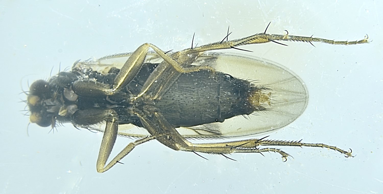 roy - Spiniphora maculata - réf. 354587 (1500 x 761 pixels, 166 ko)