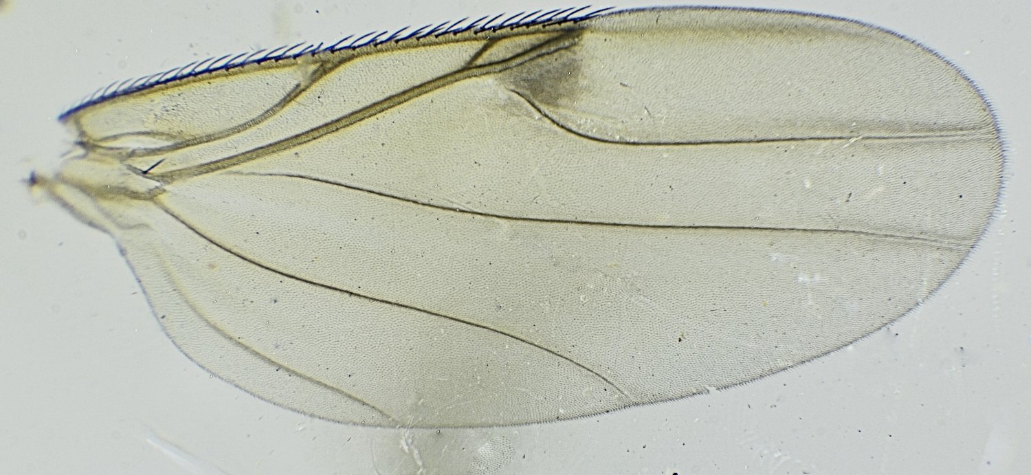 roy - Spiniphora maculata - réf. 354588 (1500 x 691 pixels, 195 ko)