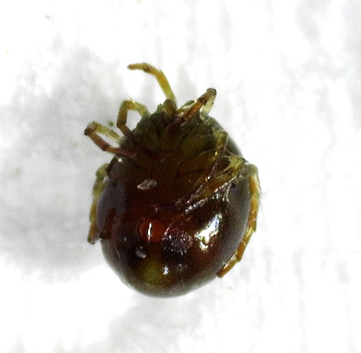 ORCHALLAN - Arrenurus sp. - réf. 354527 (706 x 690 pixels, 74 ko)