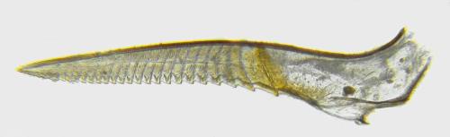 Réf. 355 724 : Euura humeralis
