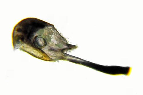 Réf. 355 775 : Pachyprotasis simulans