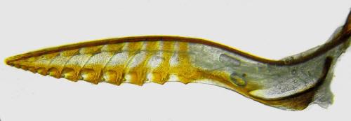 Réf. 355 876 : Dolerus timidus