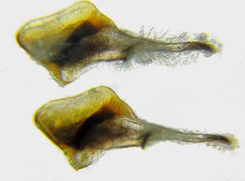 Dolerus timidus