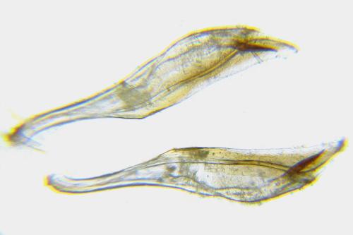 Réf. 355 999 : Hemichroa australis