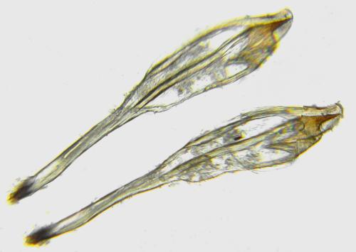 Réf. 355 459 : Euura longiserra