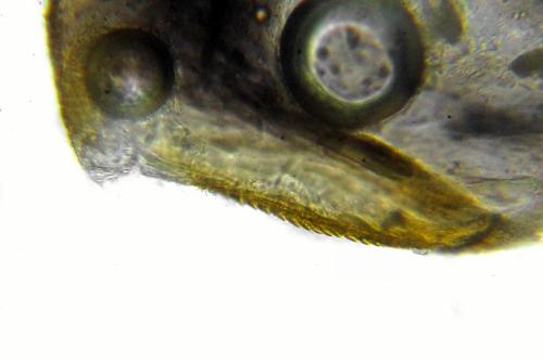 Réf. 355 776 : Pachyprotasis simulans