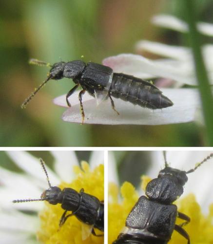 Anotylus rugosus