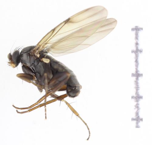 Réf. 355 050 : Spiniphora maculata