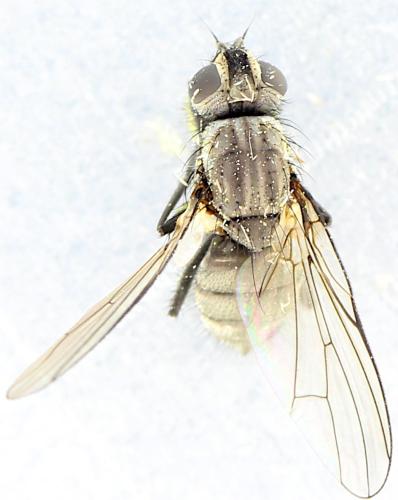 Egle sp.