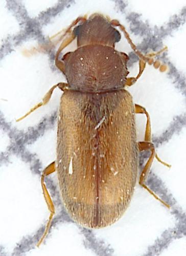 Cryptophagus acutangulus