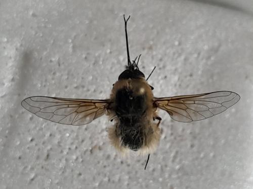 Réf. 355 132 : Bombylius posticus