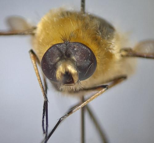 Réf. 355 134 : Bombylius posticus