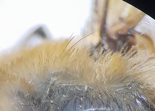 Réf. 355 131 : Bombylius posticus
