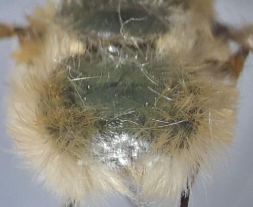 Réf. 355 133 : Bombylius posticus
