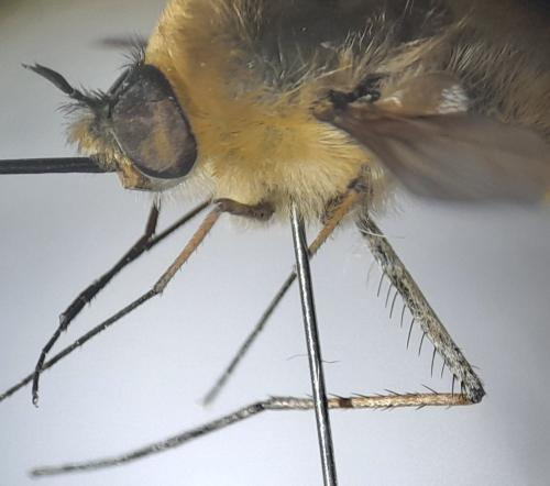 Réf. 355 151 : Bombylius posticus