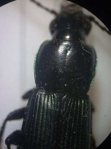 Réf. 355 318 : Poecilus sericeus
