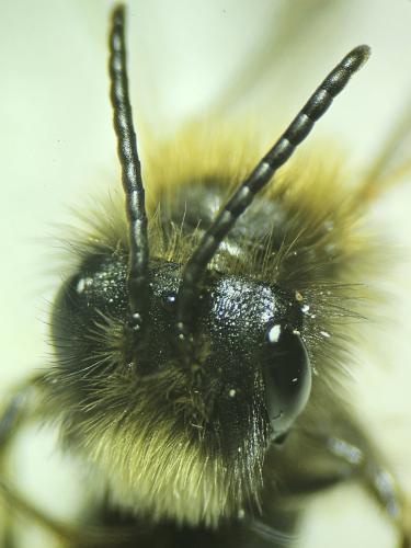 Andrena sp.