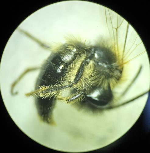 Réf. 355 232 : Andrena sp.