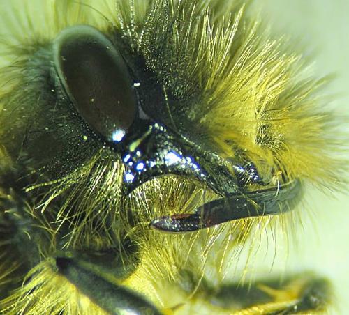 Andrena sp.