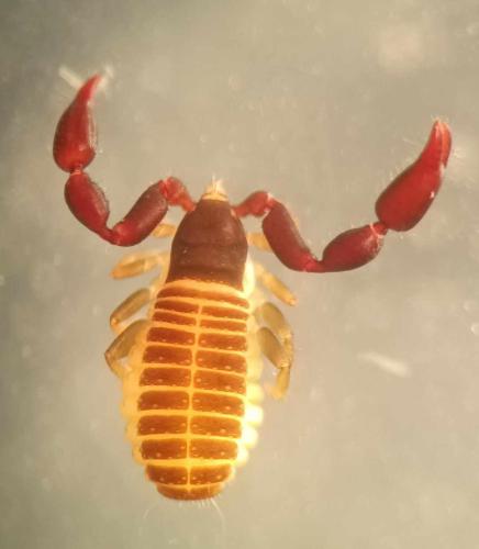 Withius hispanus