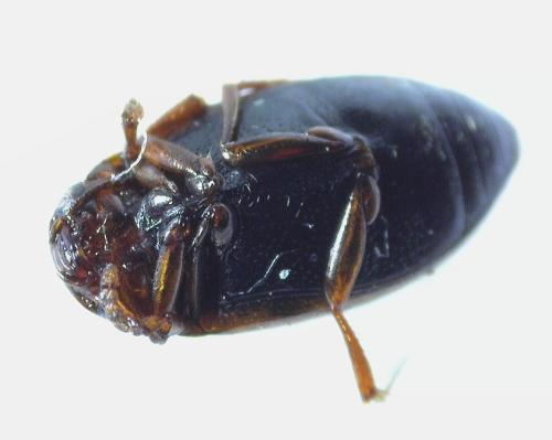 Hydroporus sp.