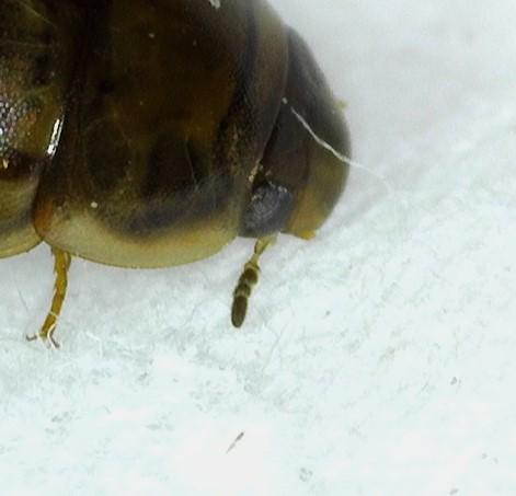 Enochrus bicolor