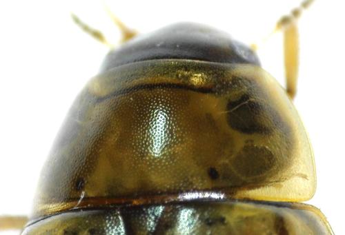 Enochrus bicolor