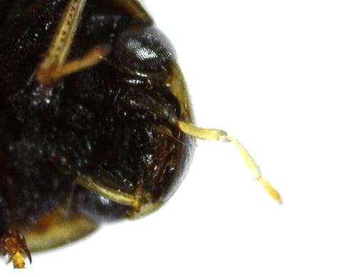 Réf. 355 040 : Enochrus bicolor