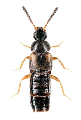 Réf. 355 799 : Atheta mucronata
