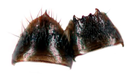 Réf. 355 800 : Atheta mucronata