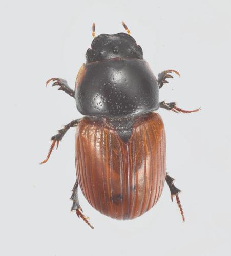 Réf. 355 296 : Aphodius fimetarius