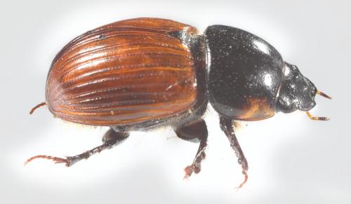 Réf. 355 298 : Aphodius fimetarius