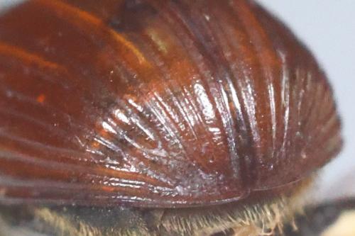 Réf. 355 299 : Aphodius fimetarius