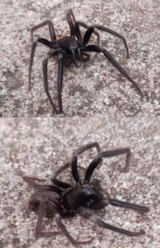 Segestria florentina
