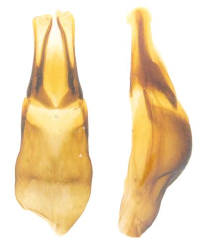 Melinopterus punctatosulcatus