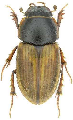Melinopterus punctatosulcatus