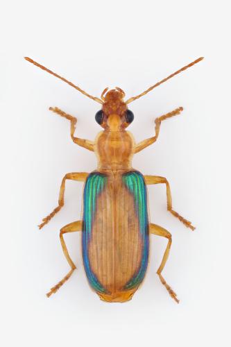 Réf. 355 153 : Callidiola splendidula