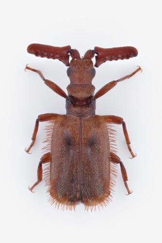 Paussus sp.
