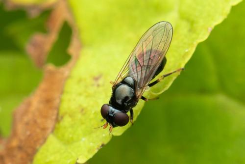 Réf. 355 079 : Cheilosia pagana