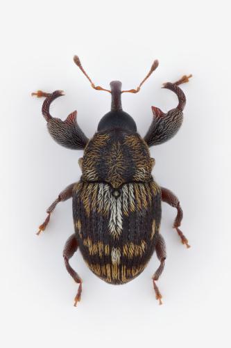 Réf. 355 192 : Telephae sp.