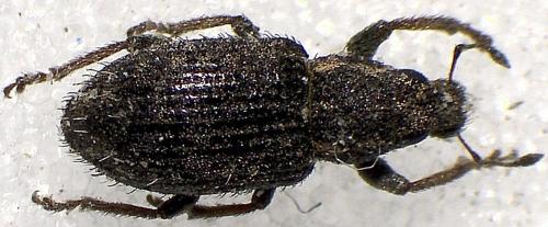 Réf. 355 128 : Sitona hispidulus