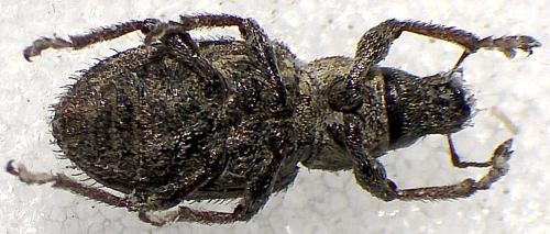 Réf. 355 137 : Sitona hispidulus