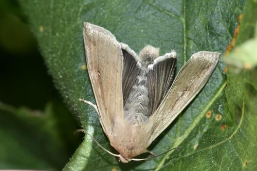 Mythimna unipuncta